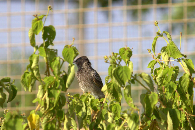 bulbul bird, Pycnonotidae
