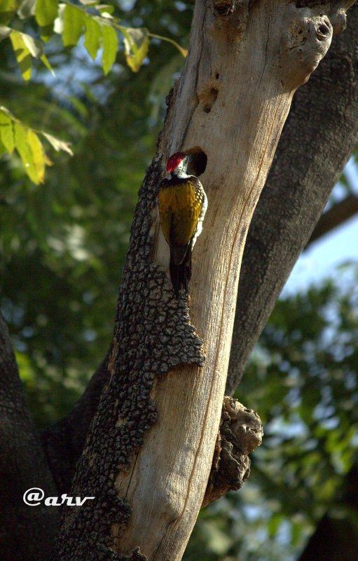 Black rumped flameback
