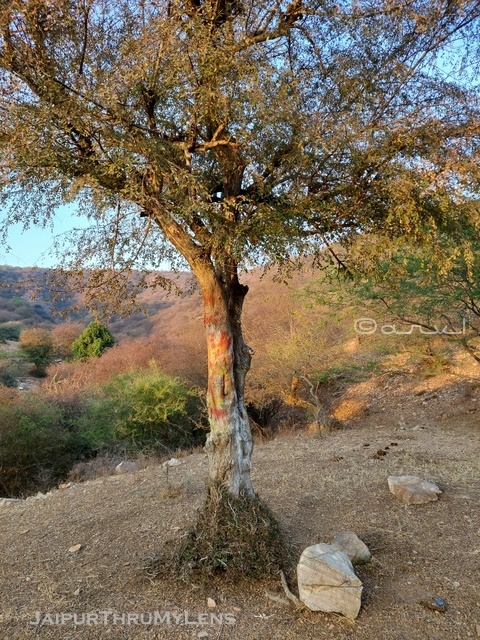 anogeissus-pendula-dhok-tree-nagahgarh-hills-aravali-jaipur