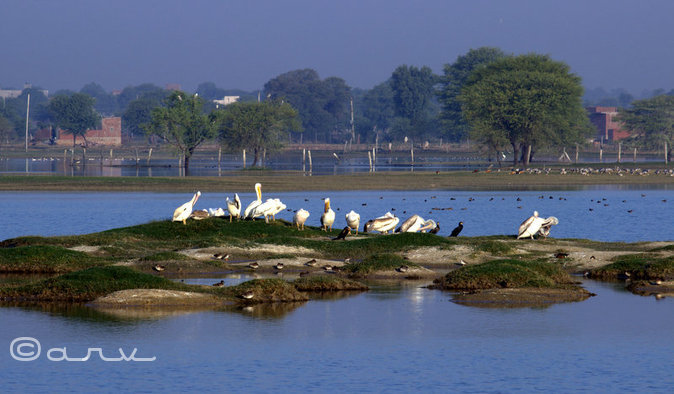 dalmatian-pelican-barkheda-jaipur