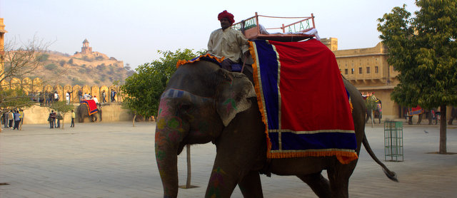 amer elephant ride