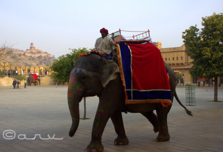 elephant ride at amer palace jaipur
