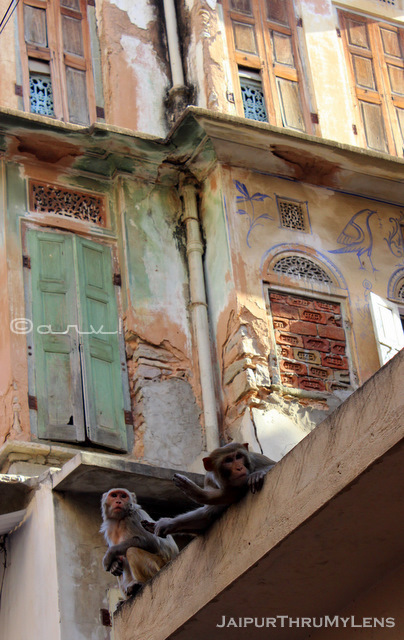 monkey-in-jaipur-streets-india-hanuman-ji