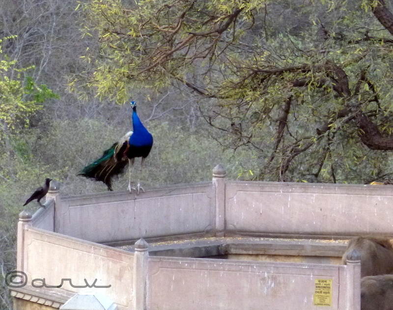 peacock in jaipur
