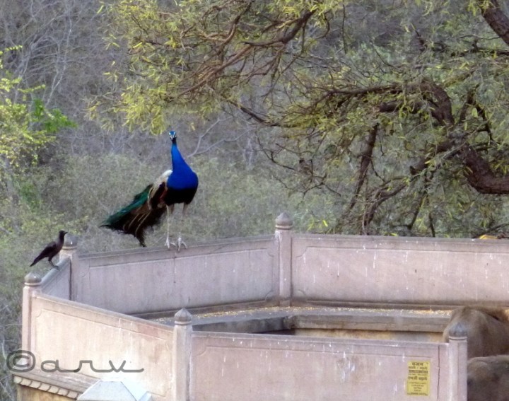 peacock in jaipur