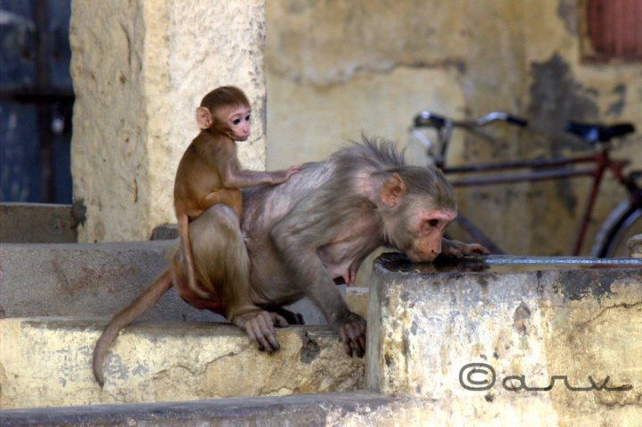 rhesus-macaque-monkey