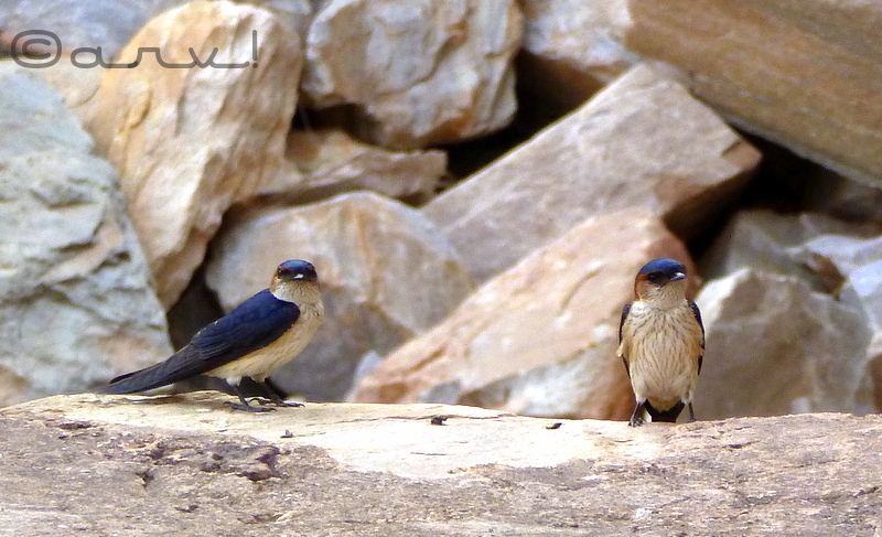 long-tail-barn-swallow-jaipur