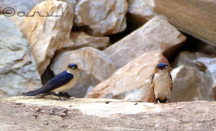 long-tail-barn-swallow-jaipur