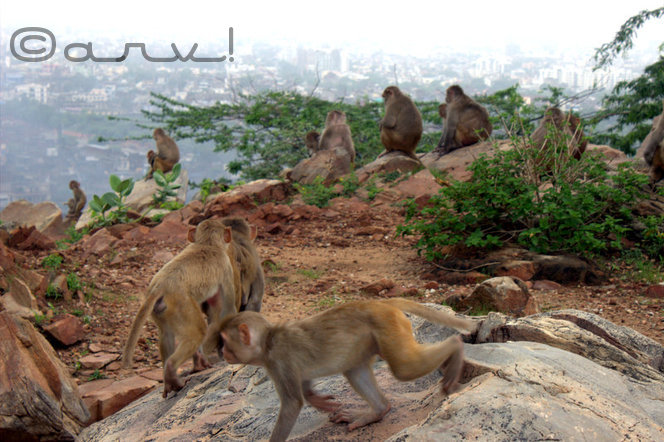 monkey-temple-jaipur-galta