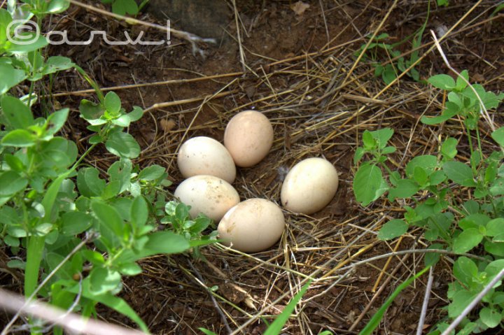 peacock-rajasthan-jaipur