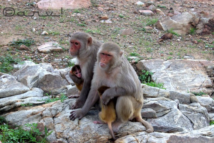 surya-mandir-monkey-temple-jaipur