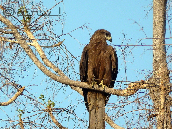 jaipur-birding-black-kite