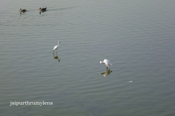 jal-mahal-jaipur-birding