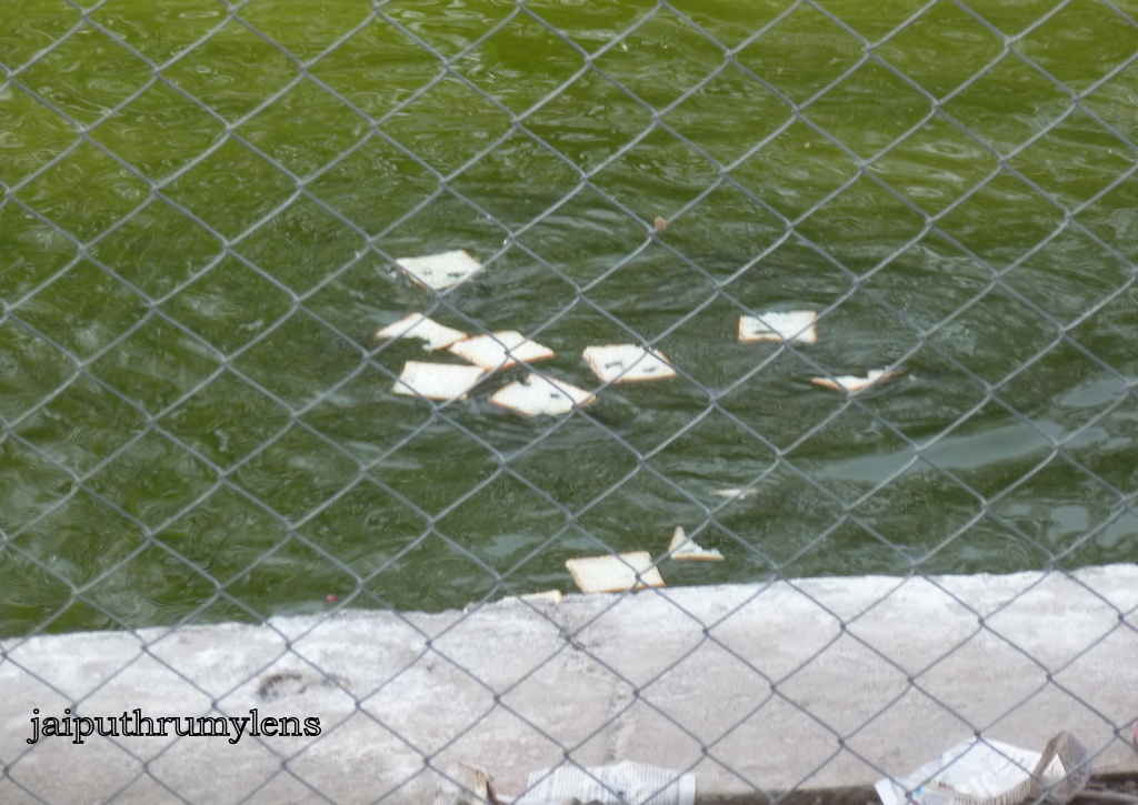 jal-mahal-conservation initiative