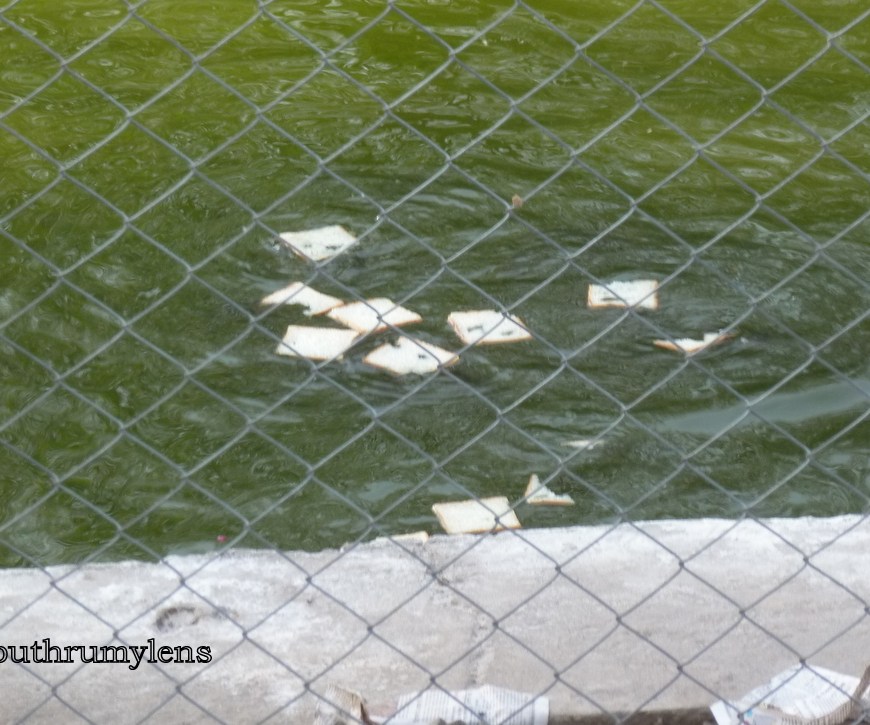 jal-mahal-conservation initiative