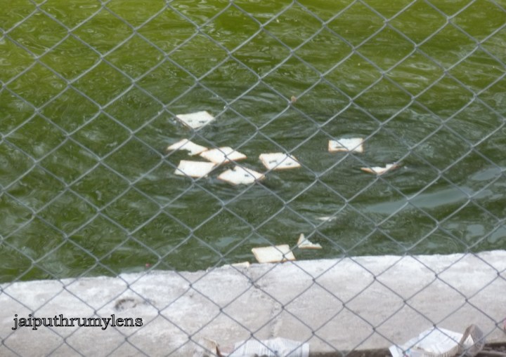 jal-mahal-conservation initiative