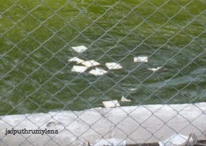 jal-mahal-conservation initiative