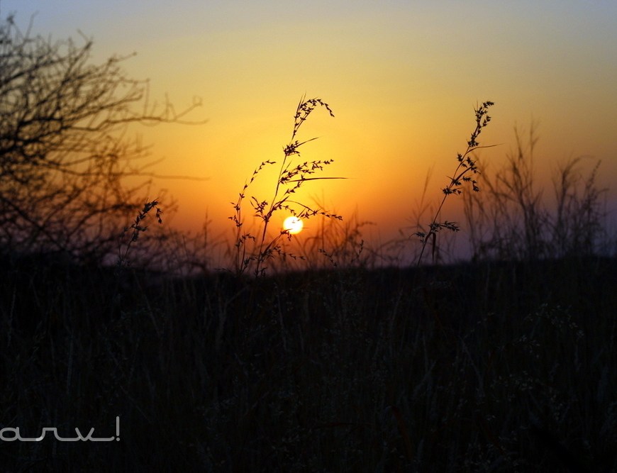 monkey-valley-jaipur