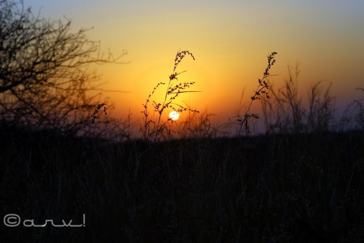 monkey-valley-jaipur