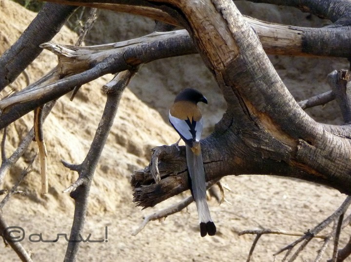 Rufous Treepie jaipur Rufous Treepie jaipur