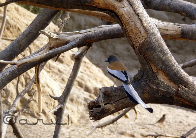 rufous-treepie-jhalana-forest-jaipur