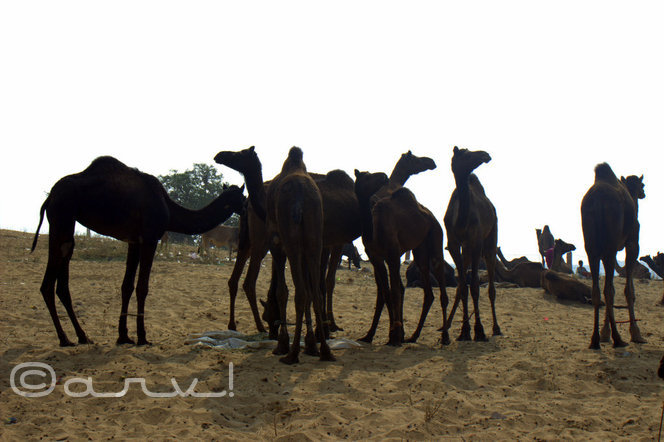 camels at pushkar fair in pushkar rajasthan