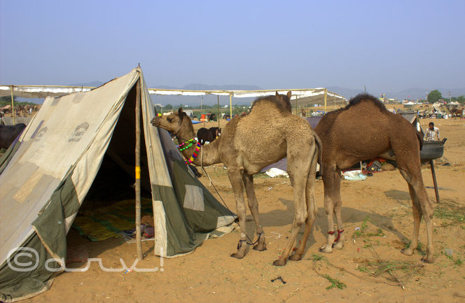 camels-in-pushkar-fair-at-pushkar-rajasthan-india
