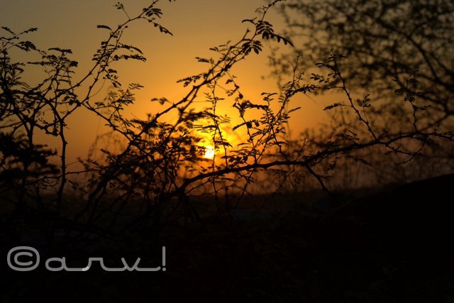 friday-skyatch-jaipur-marigold