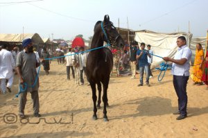 horse-in-pushkar-fair-at-pushkar-rajasthan