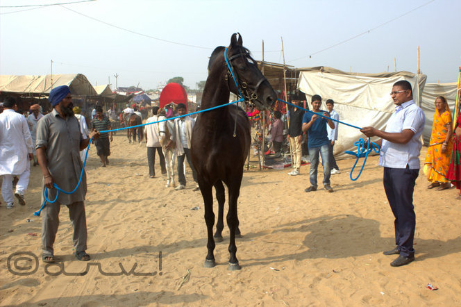 horse-in-pushkar-fair-at-pushkar-rajasthan