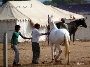 pushkar-fair-pushkar-in-rajasthanpushkar-fair-pushkar-in-rajasthan