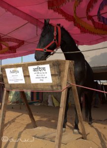 pushkar-fair-pushkar-rajasthan