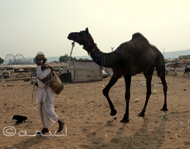 pushkar fair rajasthan