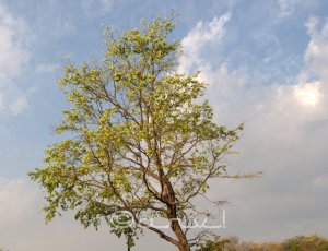 Holoptelea Integrifolia Tree | The Cause of Pollen Allergy in Jaipur ...