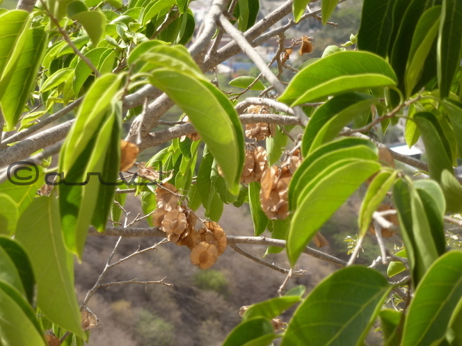 indian-elm-holoptelea-integrifolia-tree-causing-allergy-in-india-jaipurthrumylens