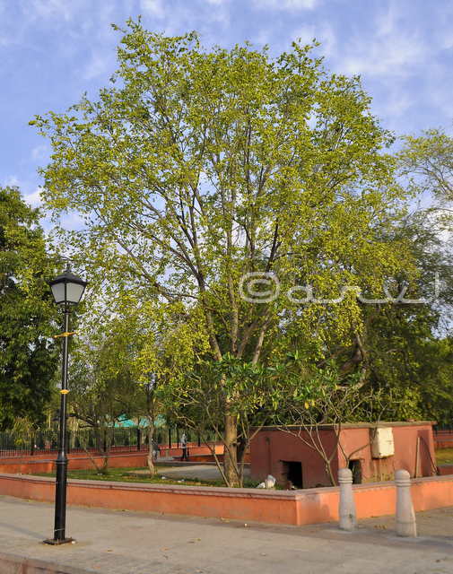 pollens-of-holoptelea-tree-causes-allergy-asthma-in-jaipur