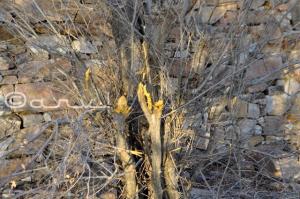 cutting-trees-in-forest-in-jaipur-earth-day-jaipurthrumylens