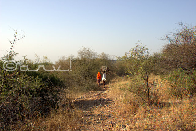 orest-conservation-in-jaipur-on-earth-day-aravali-hills-jaipurthrumylens