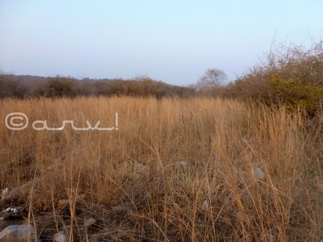 hiking-in-jaipur-jungles-jaipurthrumylens