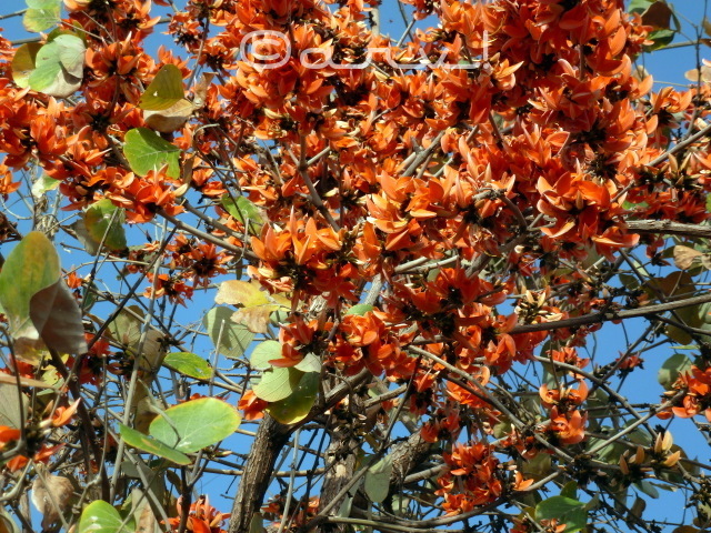 flame-of-forest-tree-of-jaipur