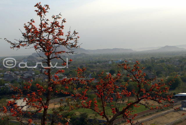 tesu-flame-of-forest-tree-in-jaipur