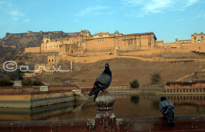 maota-amer-palace-picture-with-pigeons-jaipur-jaipurthrumylens