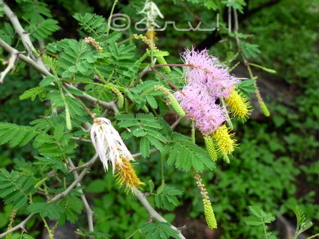 flower-in-jhalana-forest-aravalis-jaipurthrumylens