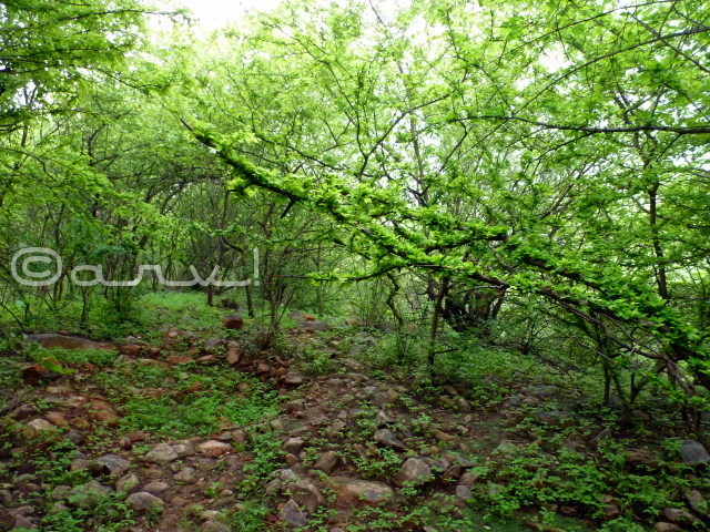 forest-of-jhalana-jaipur-rainy-season-monsoon