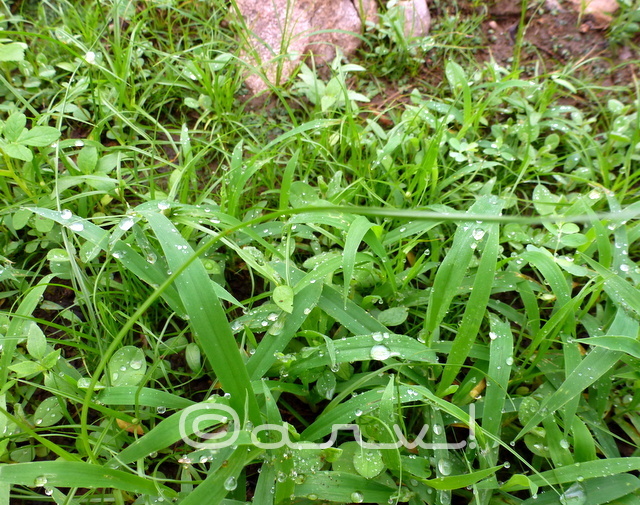 grass-in-nahargarh-hill-forest-jaipur-rajasthan