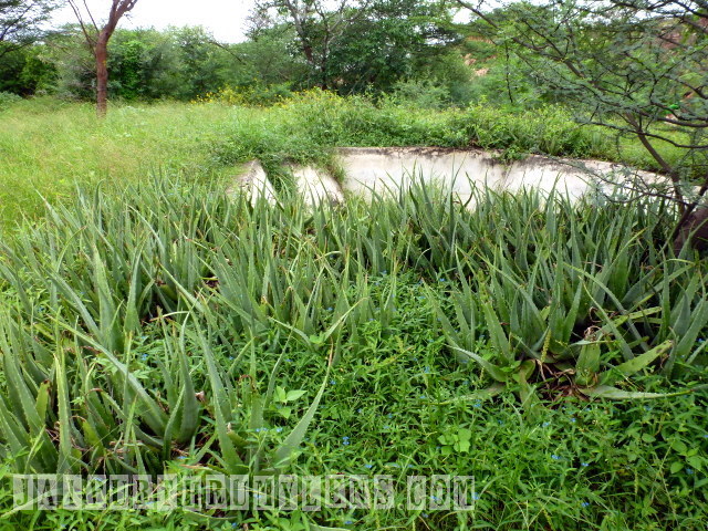 aloe-vera-in-jaipur-forest-world-forestry-arboretum-jaipurthrumylens