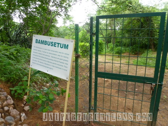 bamboo-plantation-in-jaipur-world-forestry-arboretum