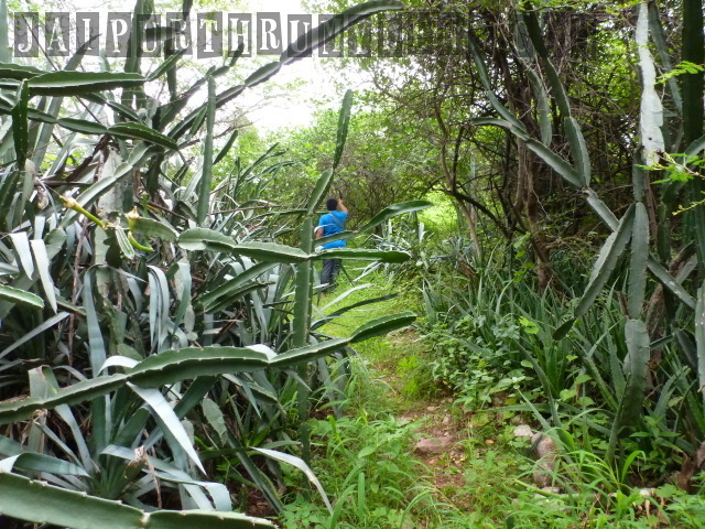 cactus-in-jaipur-world-forestry-arboretum