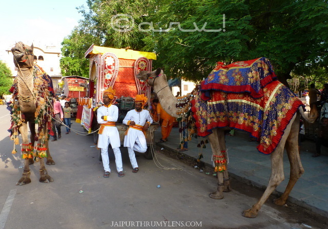 camels-in-jaipur-janmasthmi-celebrations-procession-from-Govind-Dev-ji-temple