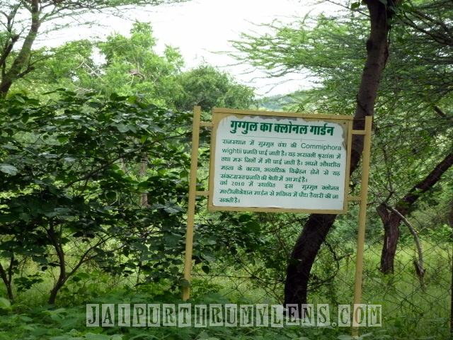 Commiphora-wightii-gugul-tree-endangered-india-jaipur